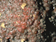 Sponges, shade-tolerant red seaweeds and [Dendrodoa grossularia] on wave-surged overhanging lower eulittoral bedrock and caves