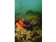 [Alcyonium digitatum] with dense [Tubularia indivisa] and anemones on strongly tide-swept circalittoral rock