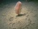 Seapens and burrowing megafauna in circalittoral fine mud