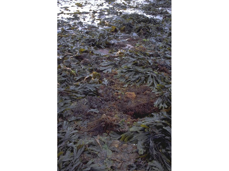Fucus serratus on moderately exposed lower eulittoral rock