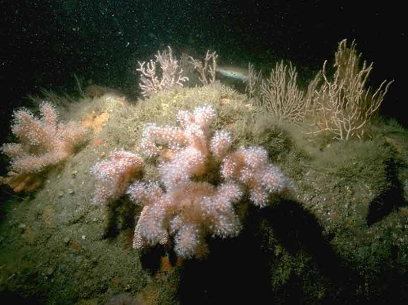 Erect sponges, Eunicella verrucosa and Pentapora foliacea on slightly tide-swept moderately exposed circalittoral rock