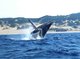 Megaptera novaeangliae