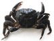 Pachygrapsus marmoratus