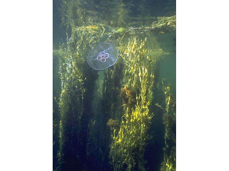 Ascophyllum nodosum at high tide with Aurelia aurita, the moon jellyfish.