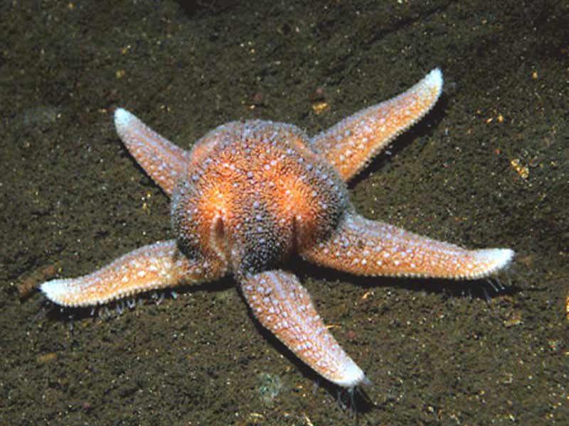 Asterias rubens spawning in West Scotland.