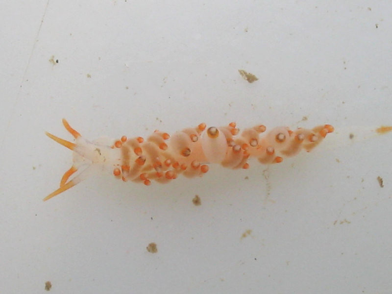 Eubranchus farrani orange and white colour morph.