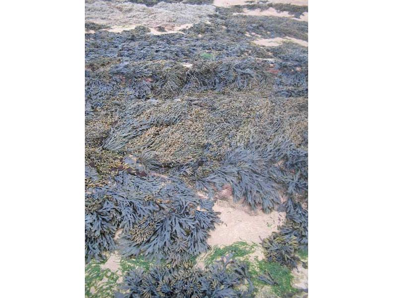 Fucus serratus with Ascophyllum nodosum.