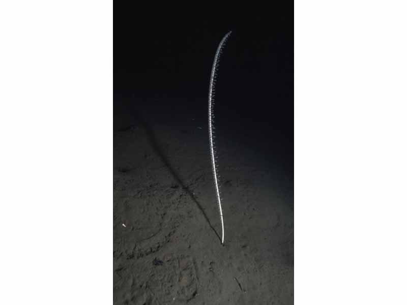 The tall sea pen Funiculina quadrangularis at 20 m depth in Loch Duich.