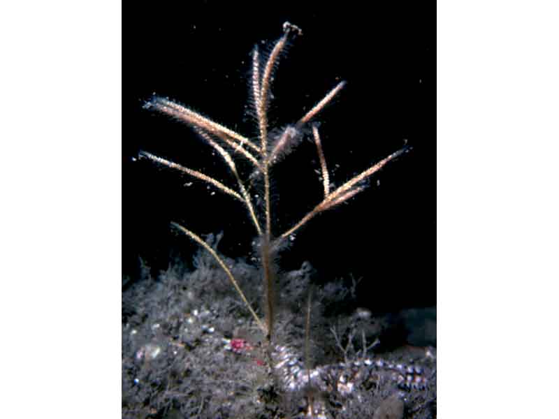 Nemertesia ramosa.