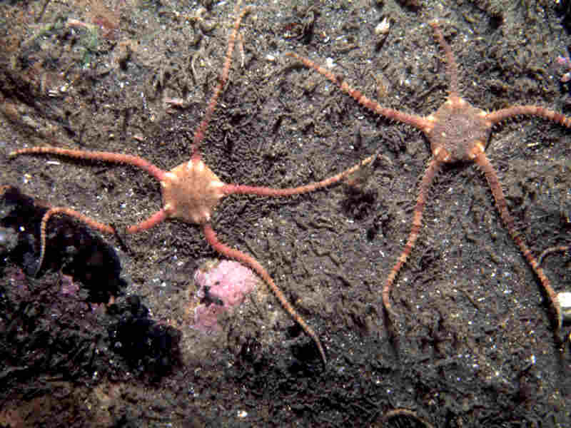 Two individuals on sand.
