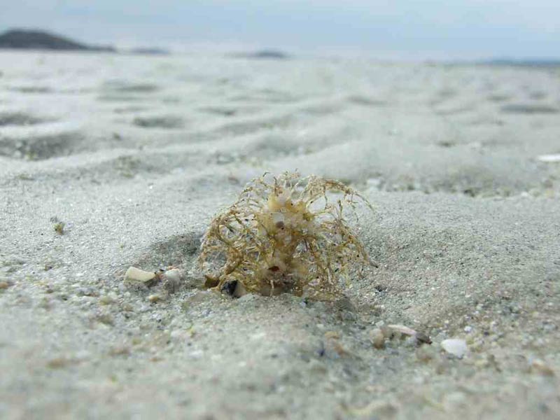 Lanice conchilega on St Martins beach.